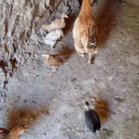 مرغ و جوجه