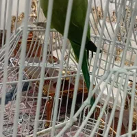 شاه طوطی ملنگو بالغ نر|پرنده|ری, دولتآباد|دیوار