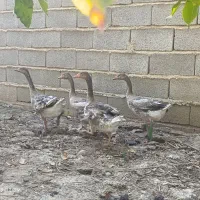 غاز جوان|حیوانات مزرعه|آزادشهر, |دیوار