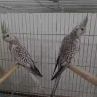 عروس هلندی گم شده|پرنده|اسفراین, |دیوار