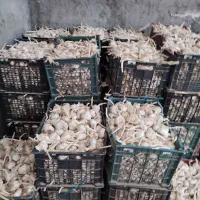 فروش سیر بذری همدان