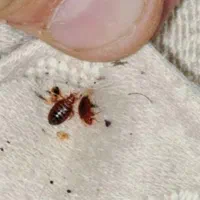 سمپاشی ساس پاکدشت سم پاشی سوسک« پاک »۱۰۰٪تظمینی|خدمات نظافت|پاکدشت, پاکدشت (مامازند)|دیوار