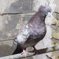 کفتر یا کبوتر،بزک،طاووسی