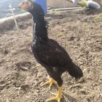 جوجه اوشامو