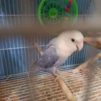 کوتوله دستی نر آبی اوپال سرسفید نژاد دار و بازیگوش