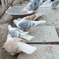 کفتر پشت کویتی|پرنده|کاشمر, |دیوار