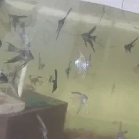 حراج ماهی آنجل سایز دو الی ۳ بند گیاهخوار گوشتخوار