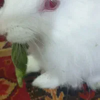 خرگوش نژاد نیوزلند