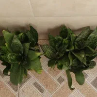 گلهای آپارتمانی|گل و گیاه طبیعی|کازرون, |دیوار