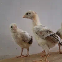 جوجه دورگ لاری 15روزه|حیوانات مزرعه|مشگین شهر, |دیوار