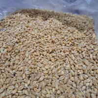 گندم آبی پیشگام|لوازم جانبی حیوانات|شهرکرد, |دیوار