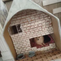 پامرانین روباهی