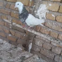 طوقی عروسک نهاوند
