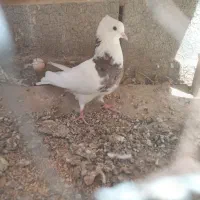 طوقی هفت رنگ گرفتنی