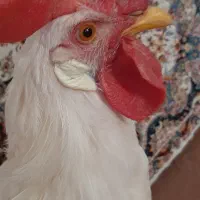 خروس|حیوانات مزرعه|نظرآباد, رسالت|دیوار