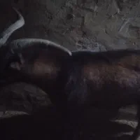 نربز آلپاین وسانن فروشی و معاوضه|حیوانات مزرعه|سلیمان, |دیوار