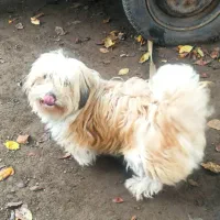 ۳ ساله ماده