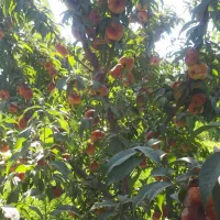 اجاره هلو انجیری پلنگی سر درخت حاظر بار لوکس