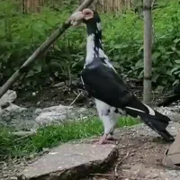 فروش یک جفت کبوتر کاریر اصیل|پرنده|آزادشهر, |دیوار