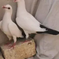 دم سیاه گوهک اصل