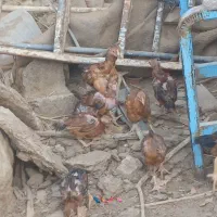 سلام جوجه خونگی بفروش میرسد|حیوانات مزرعه|هامون, |دیوار