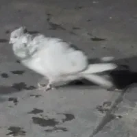 کفتر نر کله الماسی