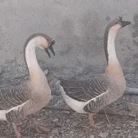 قوقاز نز