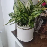 گل‌های فروشی|گل و گیاه طبیعی|نیشابور, دارایی|دیوار