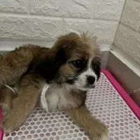 شیتزو تریر|سگ|صباشهر, |دیوار