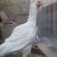 مروغ لاری نداشتن جا بفروش میرسد|حیوانات مزرعه|بکتاش, |دیوار