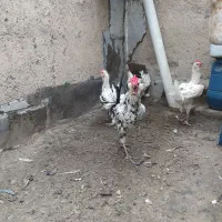 ۴ عدد خروس گلین