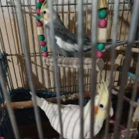 عروس هلندی با وسیایل