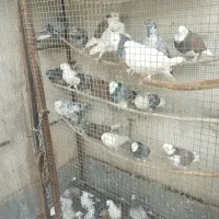 کبوتر درجه 1هما و سرور