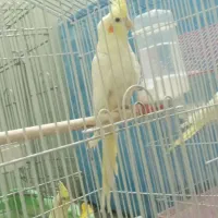 پرنده عروس هلندی جوجه|پرنده|شاهین‌شهر, حافظ شمالی|دیوار