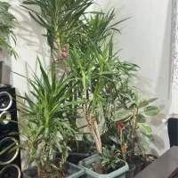 گل وگیاه طبیعی آپارتمانی|گل و گیاه طبیعی|رستمآباد, |دیوار