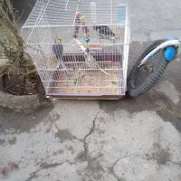 ۳عدد عروس هلندی|پرنده|کهریزک, |دیوار