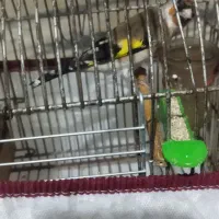 سهره ماده دورگ وسر سیاه