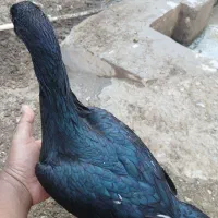ماده مرغ