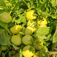 گلخانه وتولید نشا|خدمات باغبانی و درختکاری|کهنوج, |دیوار