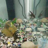 آکواریوم شیشه خم بزرگ  با ماهی و‌لوازم|ماهی|مشهد, مشکینی (شهرک غرب)|دیوار