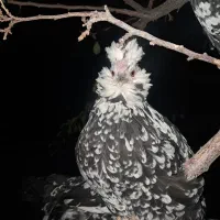 تخم مرغ گلین