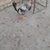 خروس بومی و مرغ لاری|حیوانات مزرعه|بادرود, |دیوار