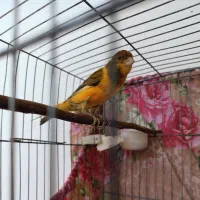 قناری پرتقالی رنگ خاص   ابلغ قواره داررسمی معمولی|پرنده|صباشهر, |دیوار
