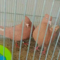 کبوتر زرد دم سفید پاک