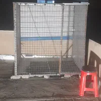 کفتر باخت رفته