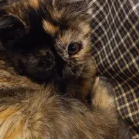 بچه گربه دوماهه|گربه|کرج, شهرک فهمیده|دیوار