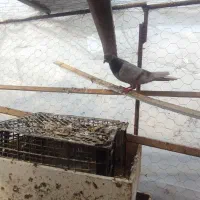 کفتر غریب گیری200|حیوانات|گرگان, |دیوار