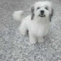 توله ۶ ماهه شیتزو|سگ|شیراز, کوشک میدان|دیوار