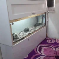 آکواریوم فروشی  ماهی