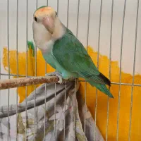 طوطی برزیلی